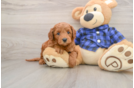 Mini Goldendoodle Pup Being Cute