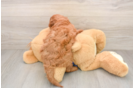 Best Mini Goldendoodle Baby
