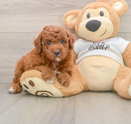 6 week old Mini Goldendoodle Puppy For Sale - Florida Fur Babies