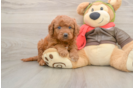 Smart Mini Goldendoodle Poodle Mix Pup