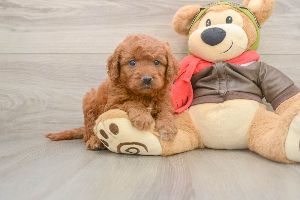 Smart Mini Goldendoodle Poodle Mix Pup
