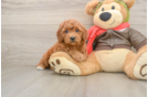 Popular Mini Goldendoodle Poodle Mix Pup
