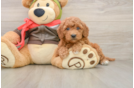 Fluffy Mini Goldendoodle Poodle Mix Pup