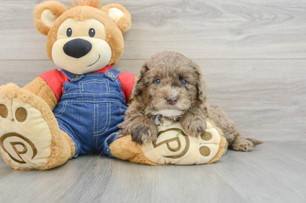 6 week old Mini Goldendoodle Puppy For Sale - Florida Fur Babies