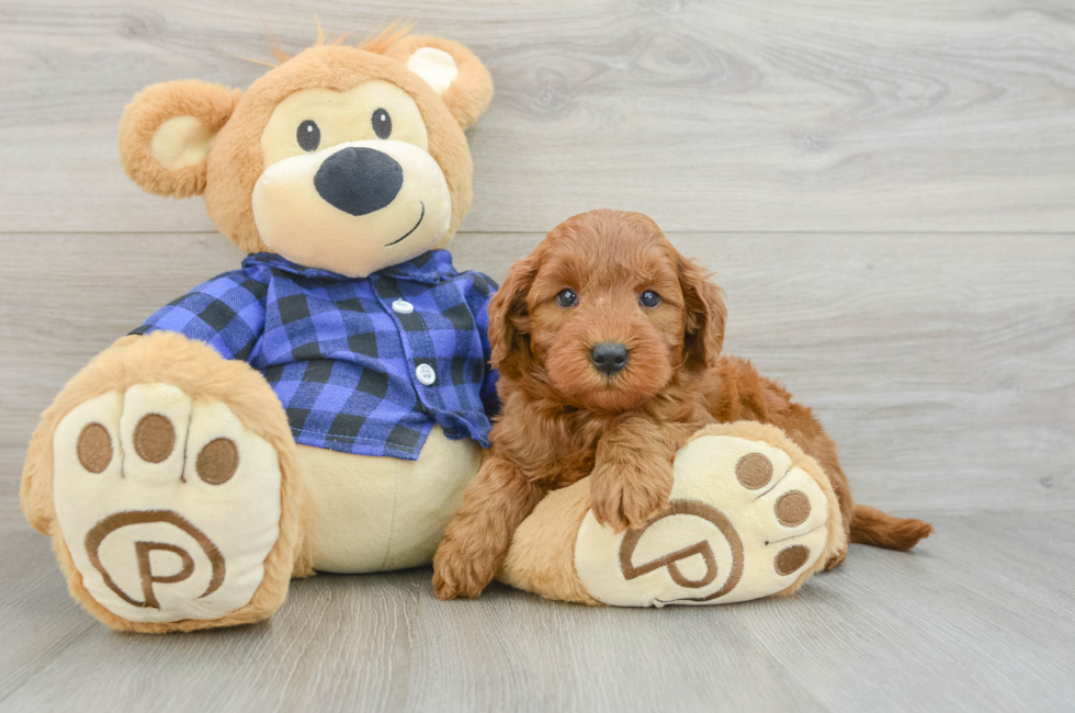 5 week old Mini Goldendoodle Puppy For Sale - Florida Fur Babies