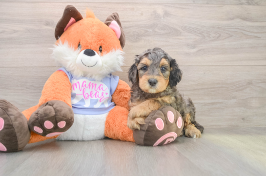 Sweet Mini Goldendoodle Baby