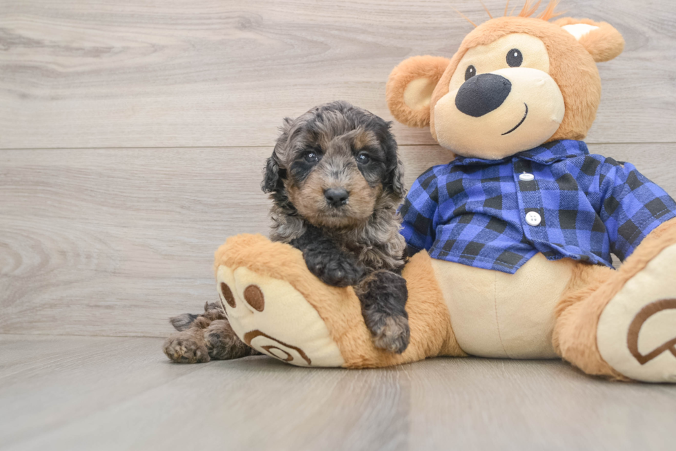 Mini Goldendoodle Puppy for Adoption