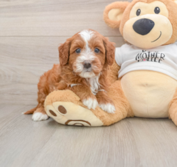 6 week old Mini Goldendoodle Puppy For Sale - Florida Fur Babies