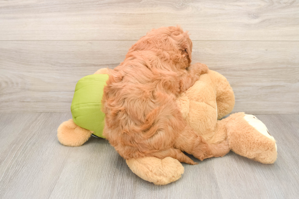 Funny Mini Goldendoodle Poodle Mix Pup