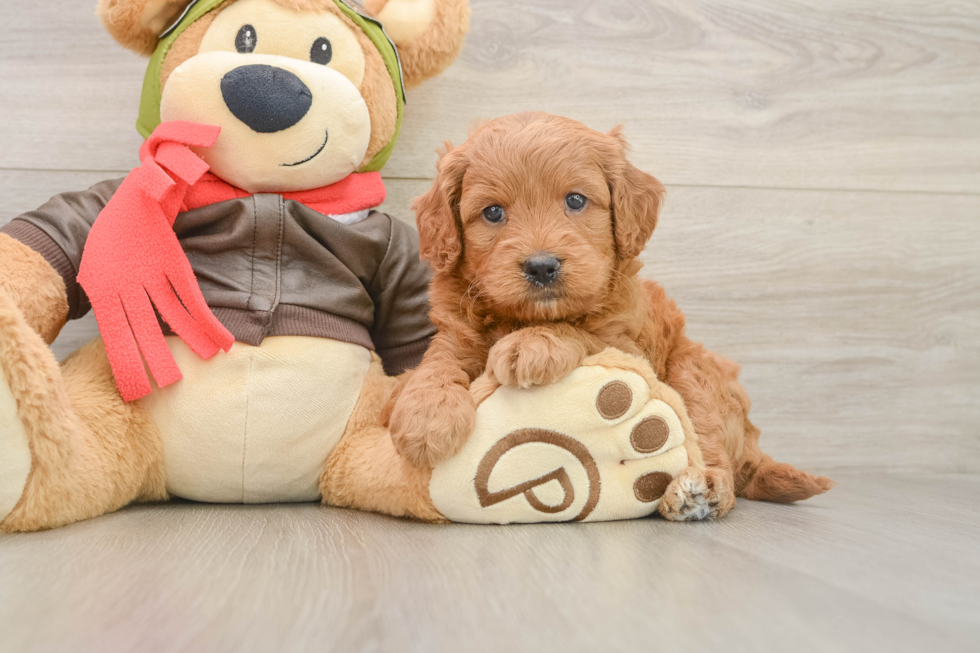 Petite Mini Goldendoodle Poodle Mix Pup