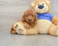 7 week old Mini Goldendoodle Puppy For Sale - Florida Fur Babies