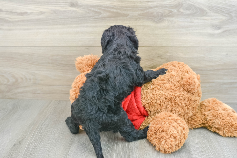 Best Mini Goldendoodle Baby