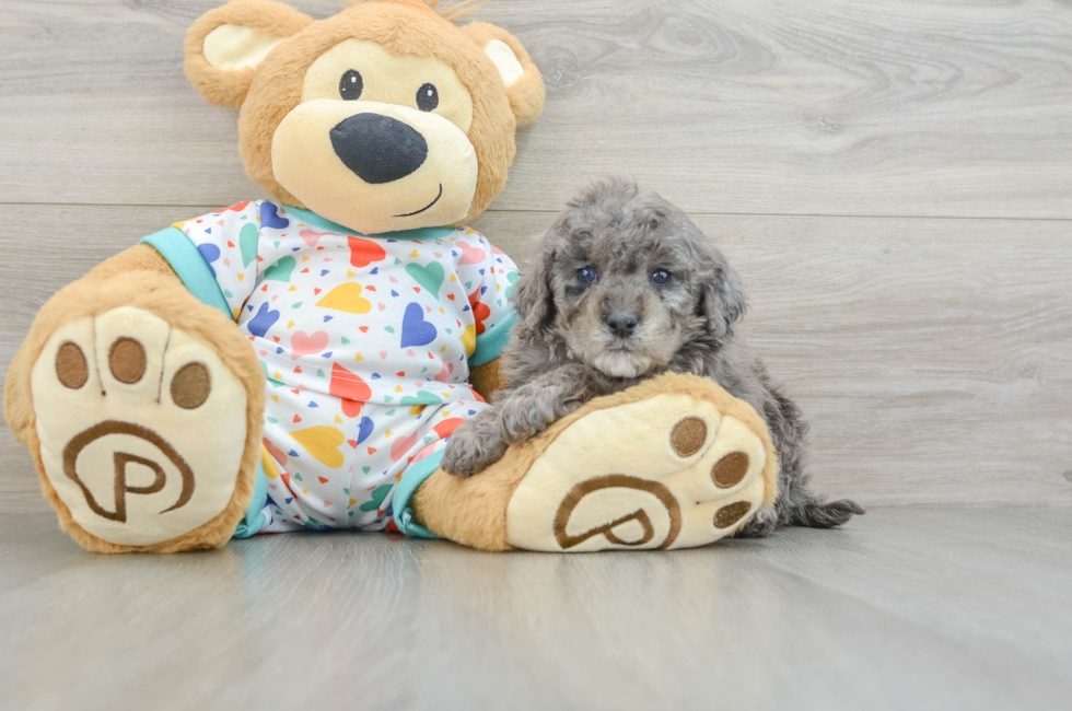 8 week old Mini Goldendoodle Puppy For Sale - Florida Fur Babies