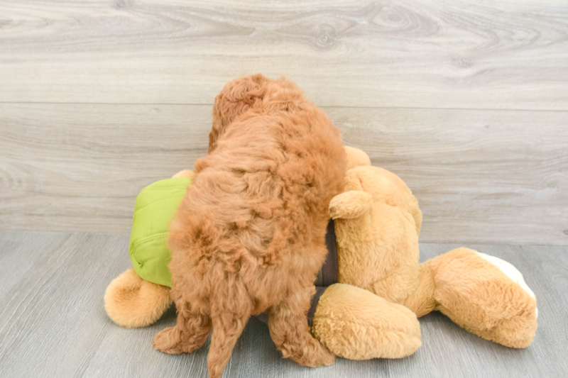 Meet Dusk - our Mini Goldendoodle Puppy Photo 2/3 - Florida Fur Babies