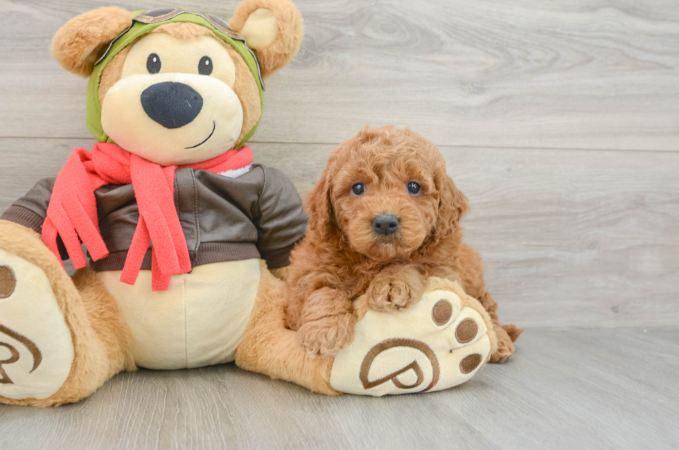 5 week old Mini Goldendoodle Puppy For Sale - Florida Fur Babies