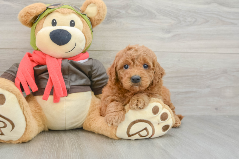 Meet Dusk - our Mini Goldendoodle Puppy Photo 3/3 - Florida Fur Babies