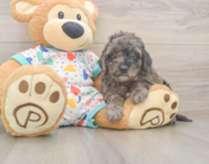 6 week old Mini Goldendoodle Puppy For Sale - Florida Fur Babies