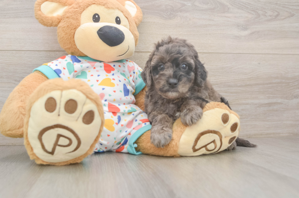 5 week old Mini Goldendoodle Puppy For Sale - Florida Fur Babies