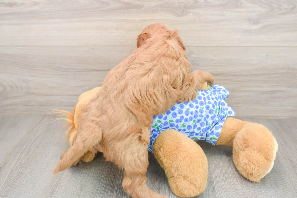 Mini Goldendoodle Pup Being Cute