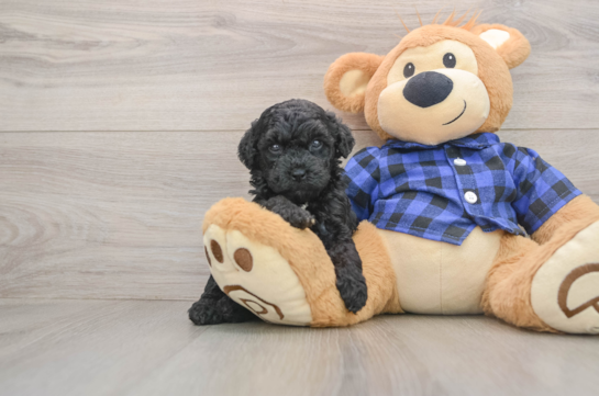 Energetic Golden Doodle Poodle Mix Puppy