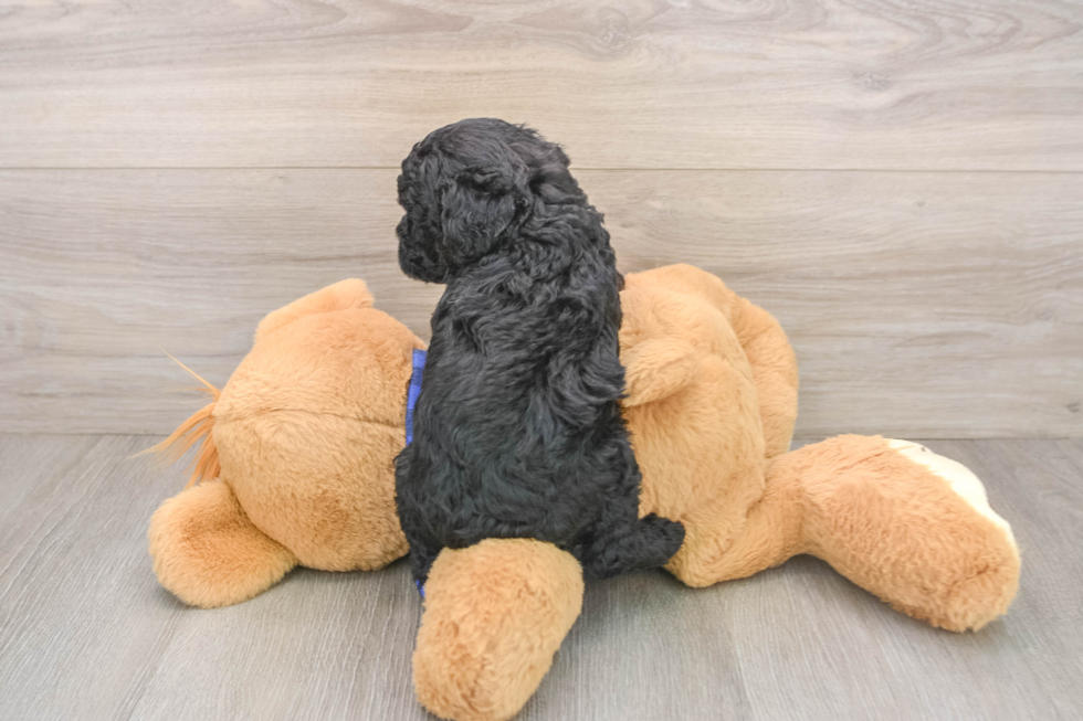 Best Mini Goldendoodle Baby