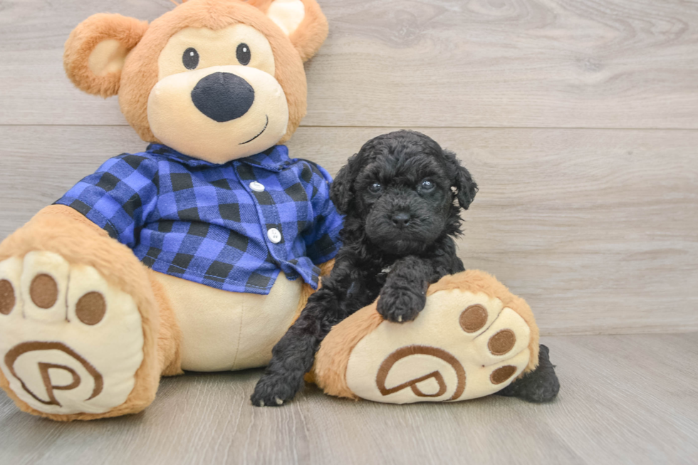 Happy Mini Goldendoodle Baby