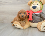 9 week old Mini Goldendoodle Puppy For Sale - Florida Fur Babies