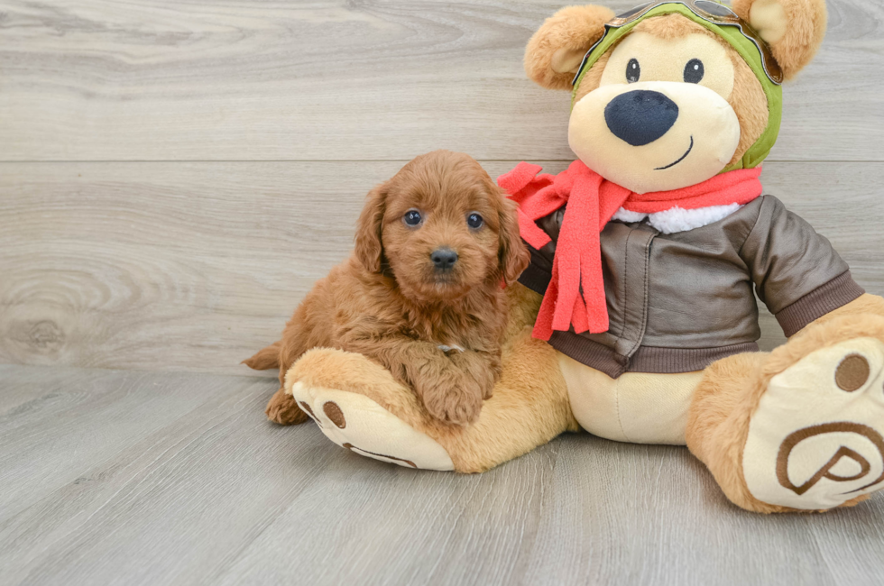 5 week old Mini Goldendoodle Puppy For Sale - Florida Fur Babies