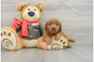 Best Mini Goldendoodle Baby