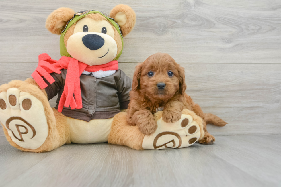 Best Mini Goldendoodle Baby