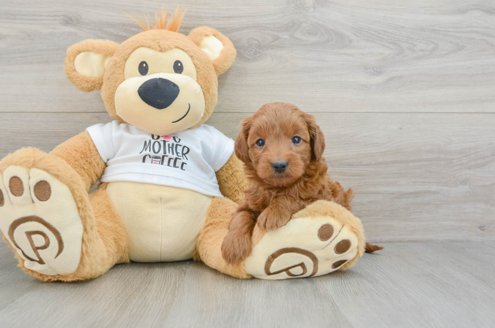 5 week old Mini Goldendoodle Puppy For Sale - Florida Fur Babies