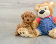 7 week old Mini Goldendoodle Puppy For Sale - Florida Fur Babies