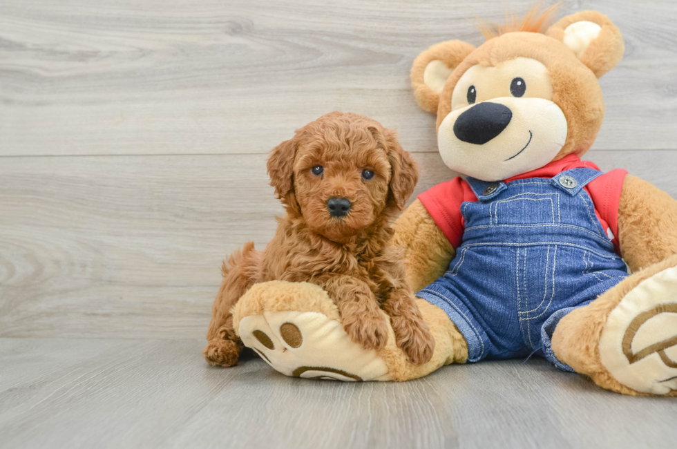 7 week old Mini Goldendoodle Puppy For Sale - Florida Fur Babies