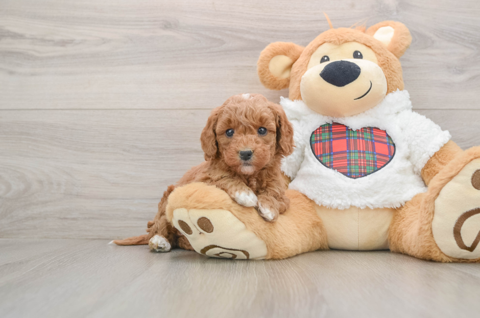 5 week old Mini Goldendoodle Puppy For Sale - Florida Fur Babies