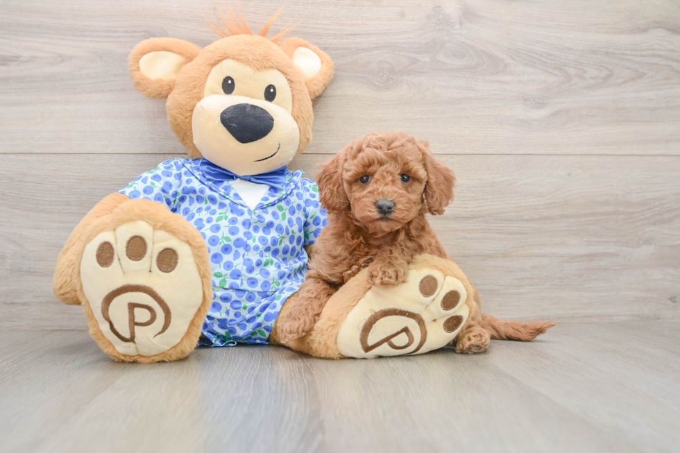 Best Mini Goldendoodle Baby