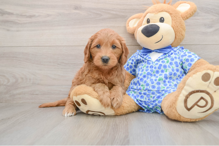 Mini Goldendoodle Pup Being Cute