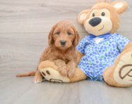 7 week old Mini Goldendoodle Puppy For Sale - Florida Fur Babies