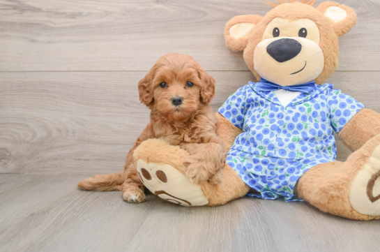Little Mini Goldenpoo Poodle Mix Puppy