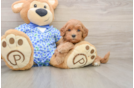 Best Mini Goldendoodle Baby