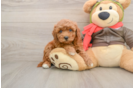 Fluffy Mini Goldendoodle Poodle Mix Pup
