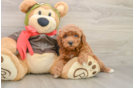 Mini Goldendoodle Puppy for Adoption