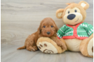 Best Mini Goldendoodle Baby