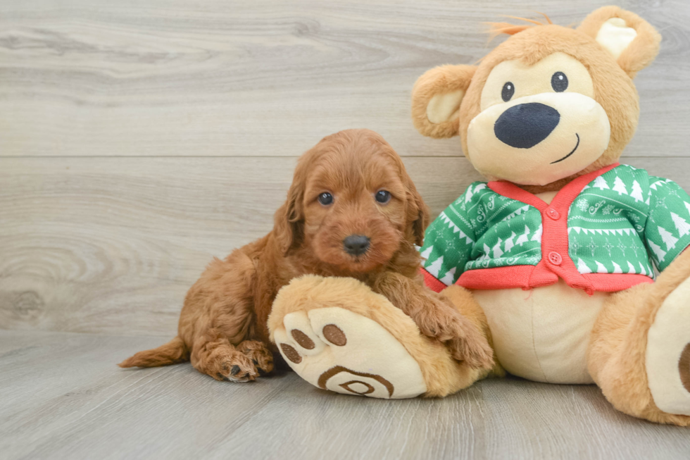 Best Mini Goldendoodle Baby