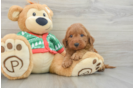 Best Mini Goldendoodle Baby