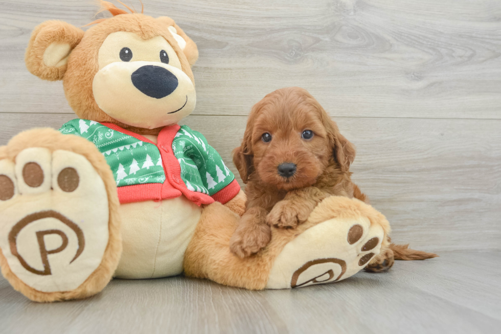 Best Mini Goldendoodle Baby