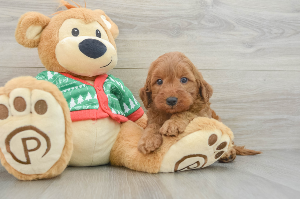 6 week old Mini Goldendoodle Puppy For Sale - Florida Fur Babies