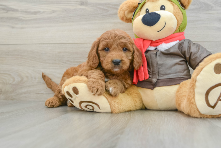 Funny Mini Goldendoodle Poodle Mix Pup