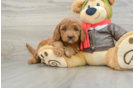 Funny Mini Goldendoodle Poodle Mix Pup