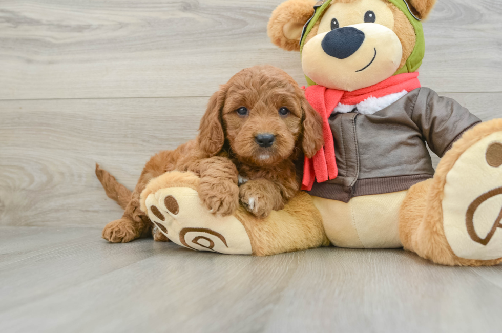 5 week old Mini Goldendoodle Puppy For Sale - Florida Fur Babies