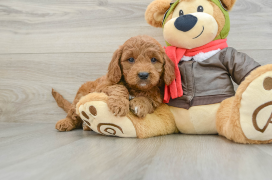 Funny Mini Goldendoodle Poodle Mix Pup